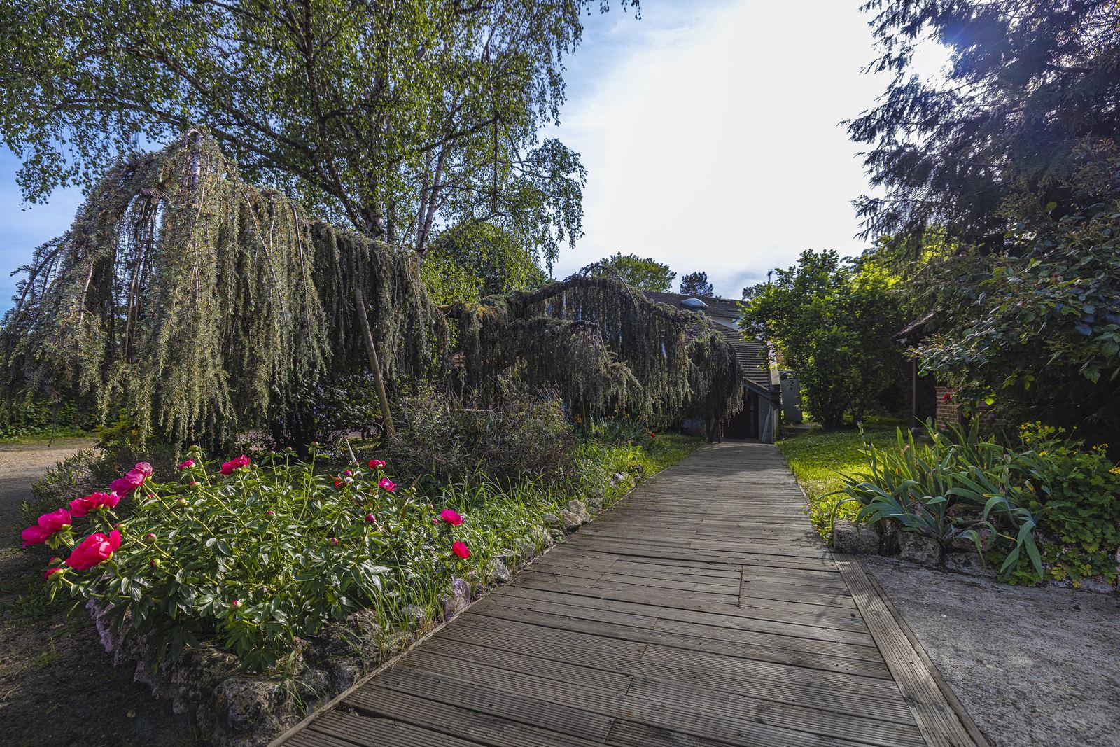 L'allée fleurie bordée de pivoines