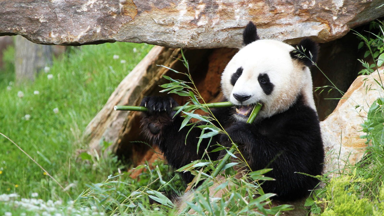 Le ZooParc de Beauval